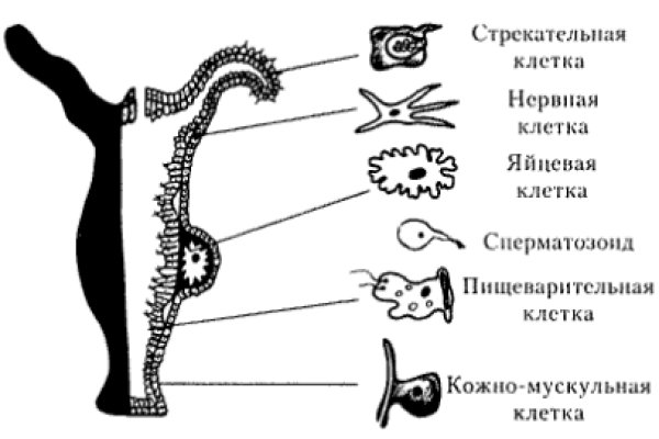 Зайти на кракен тор